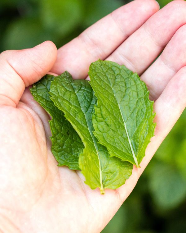 mint
